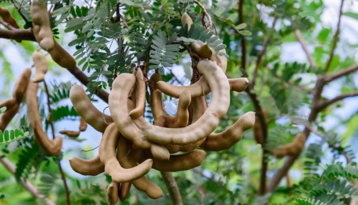 Características del árbol de tamarindo - Vivero Don Felipe