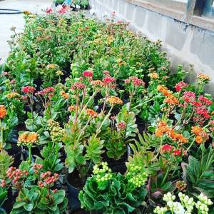 plantines