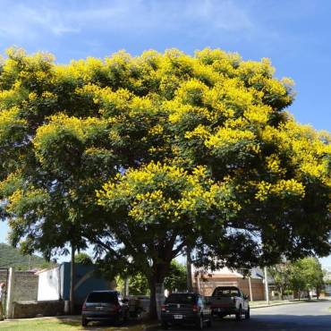 Nuestro árbol dorado del verano: Ibirá Pitá